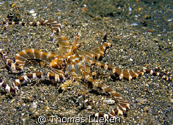 found in Lembeh, F100 by Thomas Lueken 